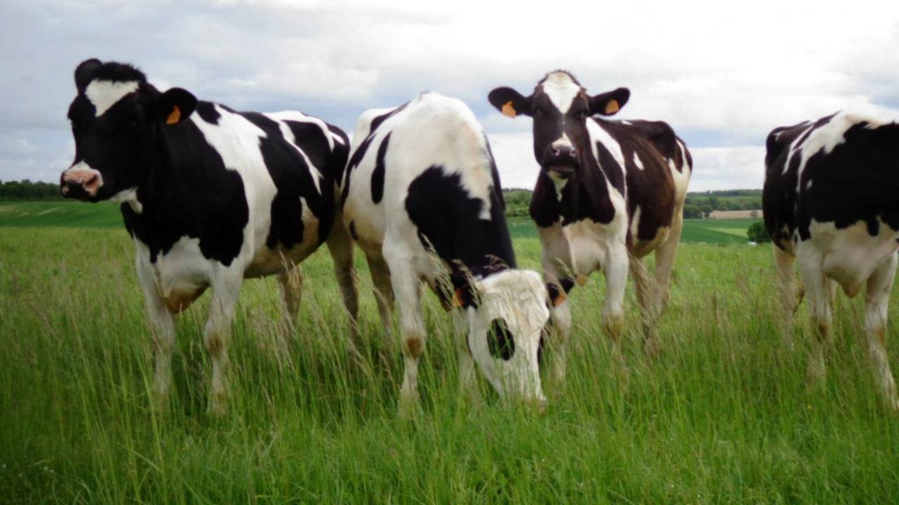 Koeien (foto: Rosanne-Renee Lagendijk)