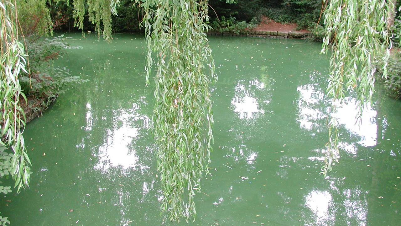 In de Zuid-Willemsvaart zat eerder blauwalg (foto: Waterschap Aa en Maas).