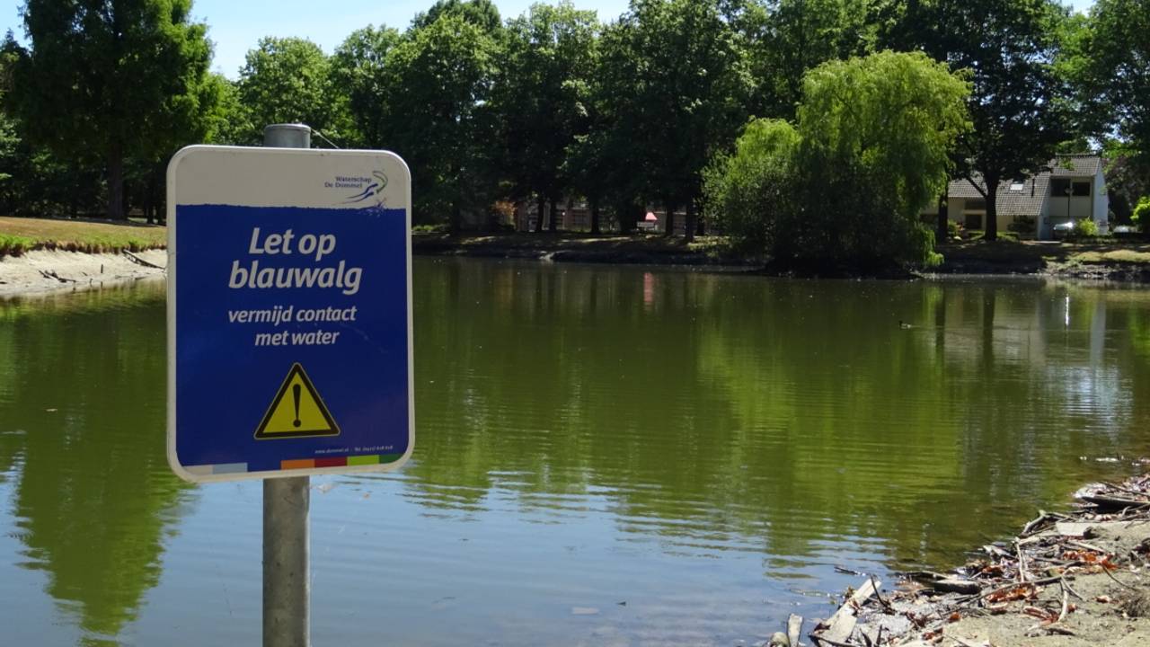 Blauwalg rukt op in de Brabantse plassen (Foto: Willem van Nunen).