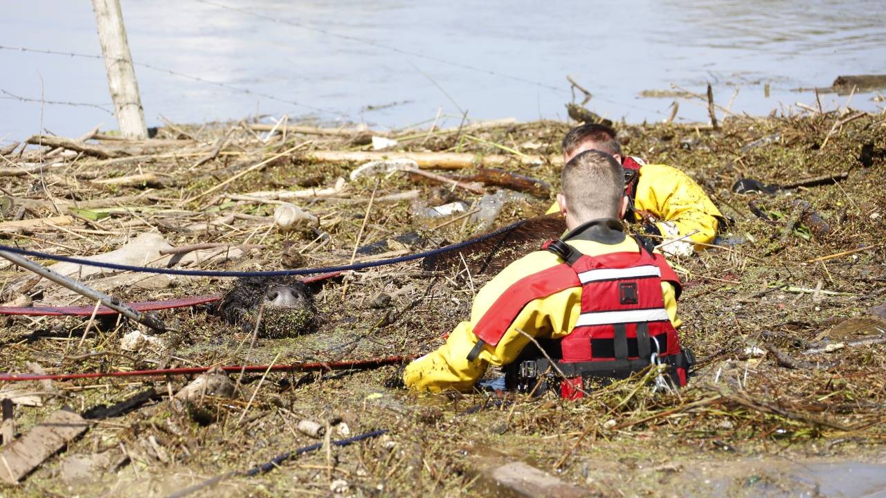 Alleen de neusgaten van de koe kwamen boven het maaswater uit. (Foto: SK-media)