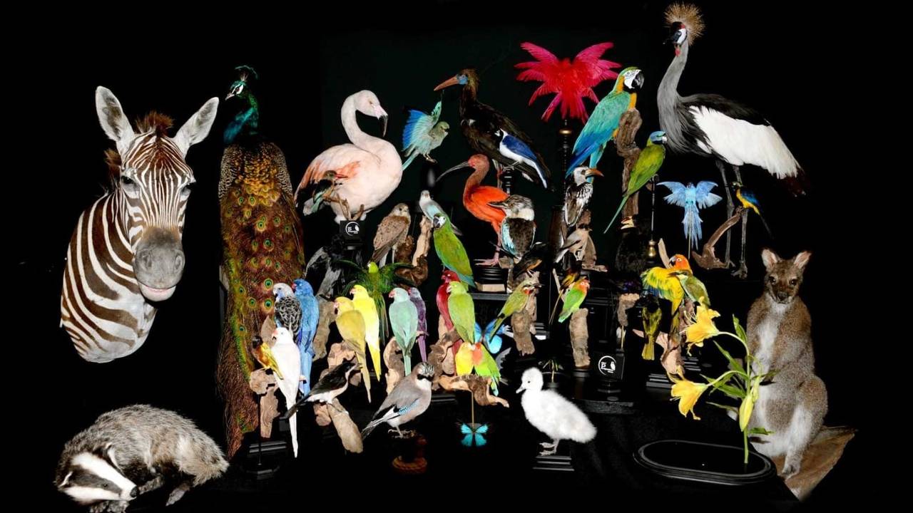 Wat opgezette dieren door Sanne. (Foto: Sanne Steenbakkers)