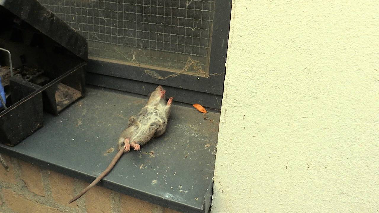 Een overschot aan ratten door de milde winter