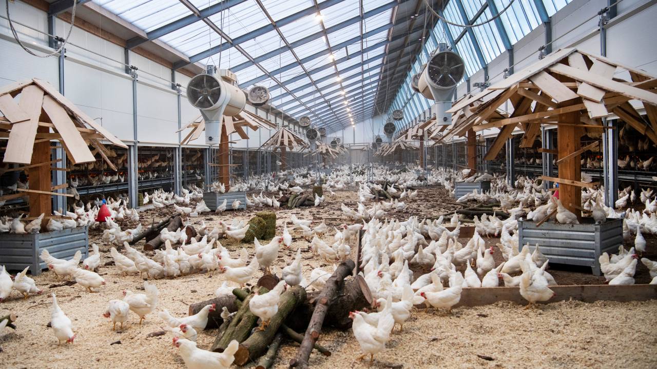 Per direct landelijke ophok- en afschermplicht vanwege vogelgriep