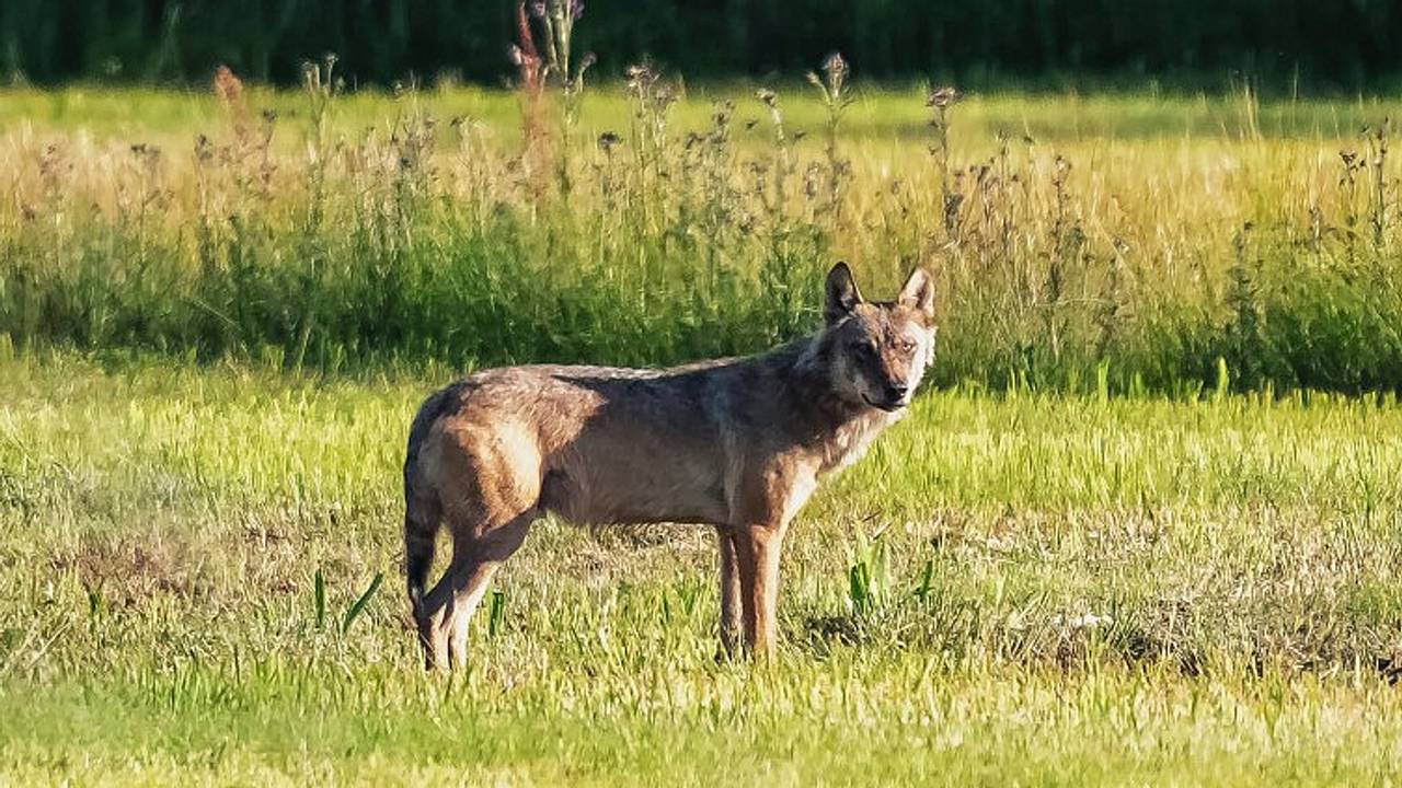 Dit is niet de wolf waarover het artikel gaat (foto: Andre Bonga).