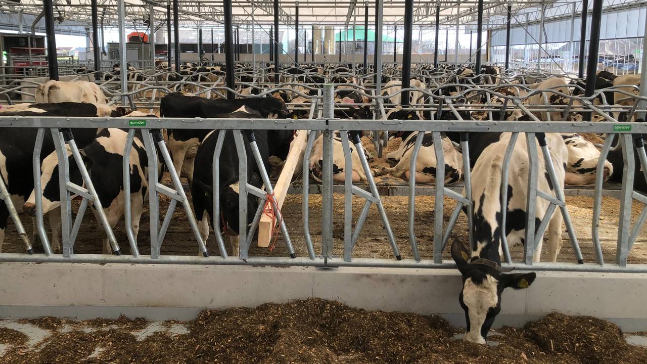 Koeien in een stal (foto: Alice van der Plas).