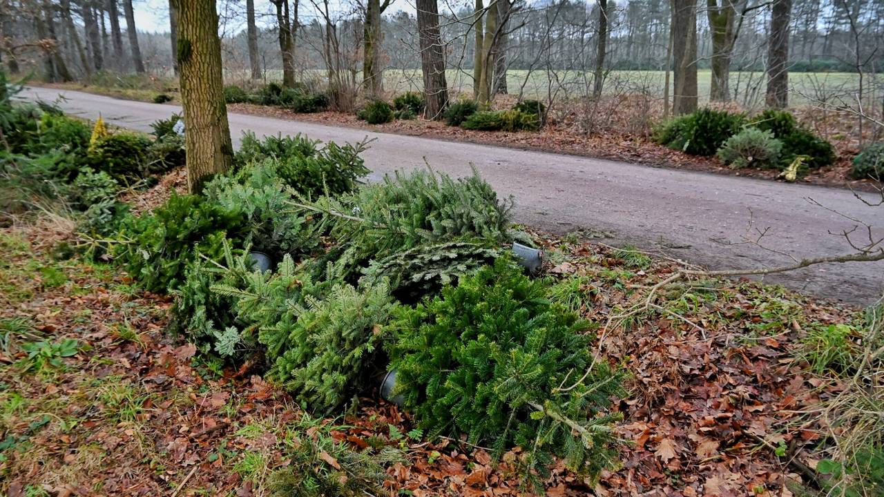 Een paar van de gedumpte kerstbomen langs het bospad (Foto: Toby de Kort / SQ Vision).