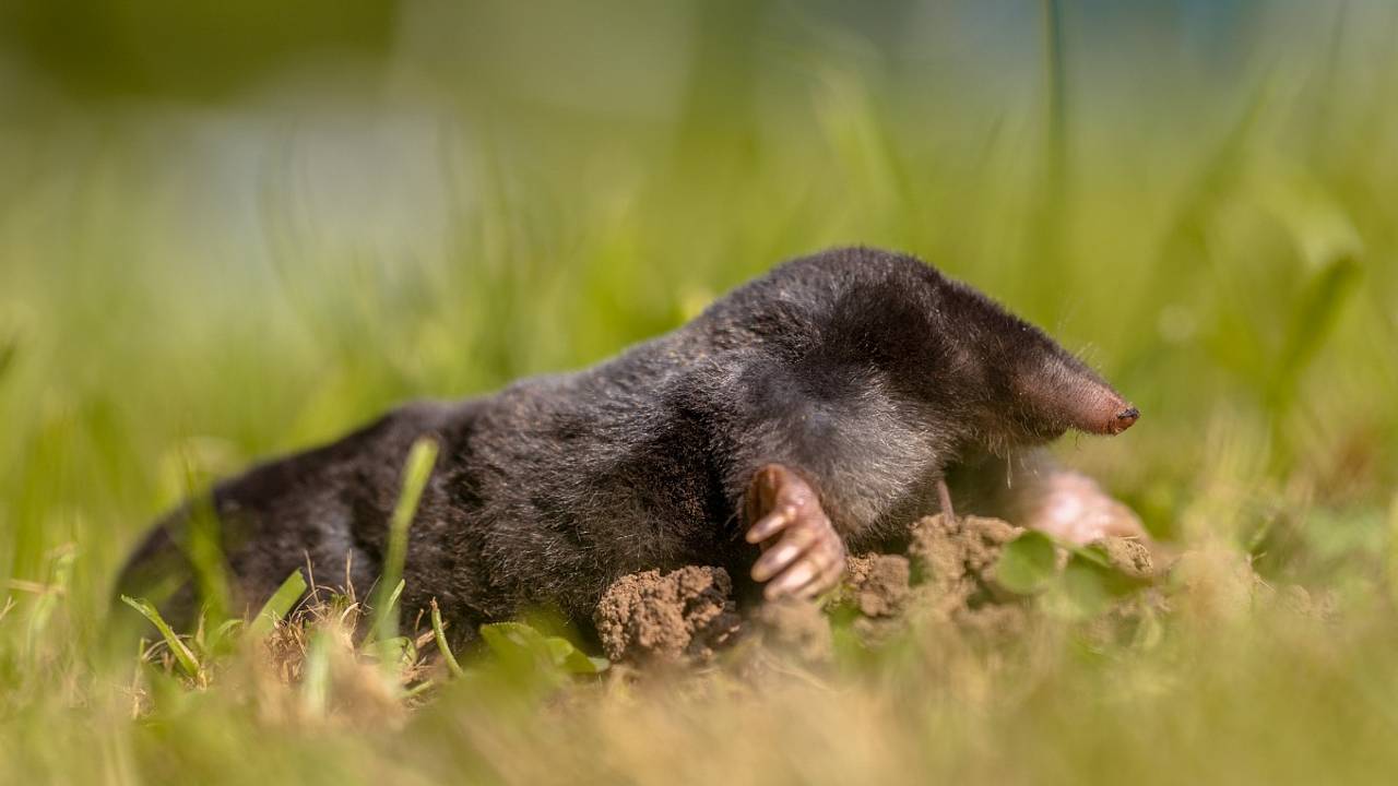 Foto: Rudmer Zwerver