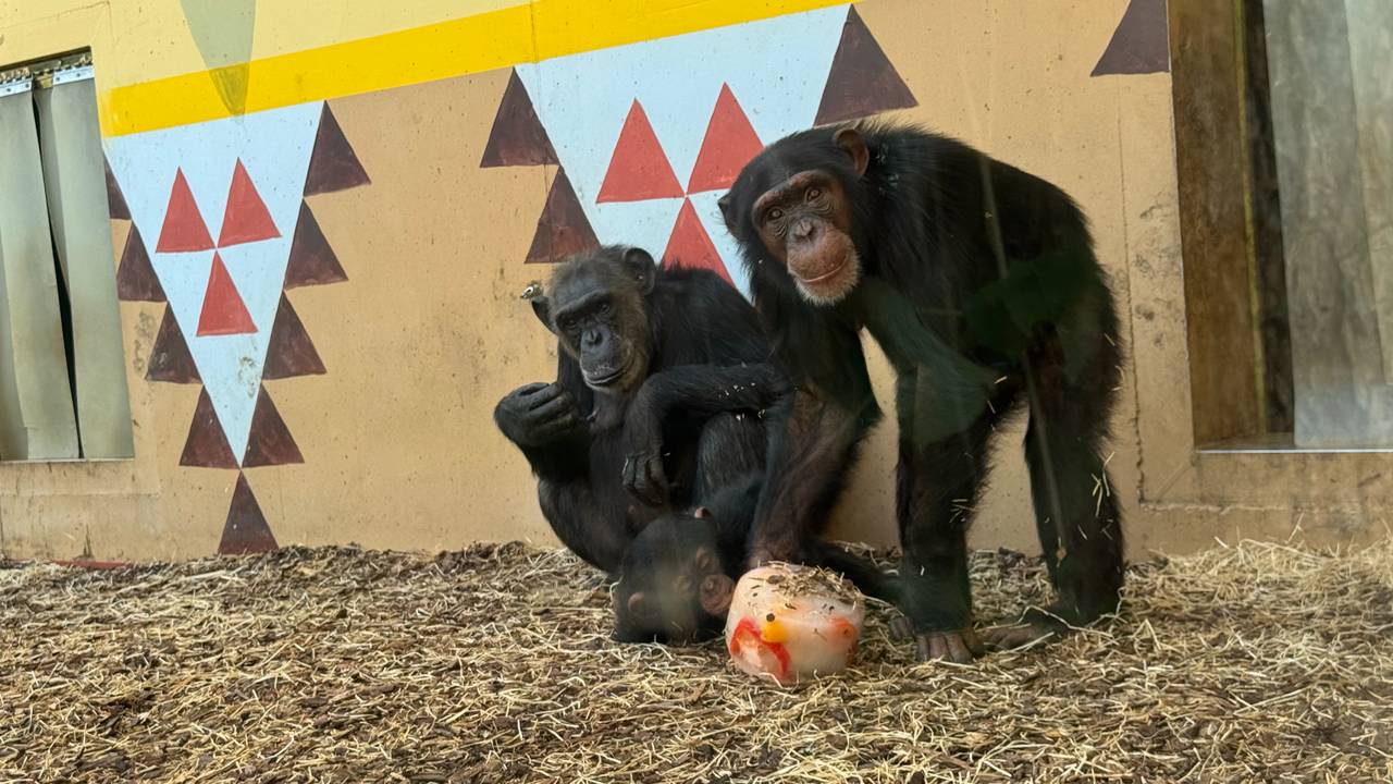 Lekker ijs voor de chimpansees (foto: Omroep Brabant).