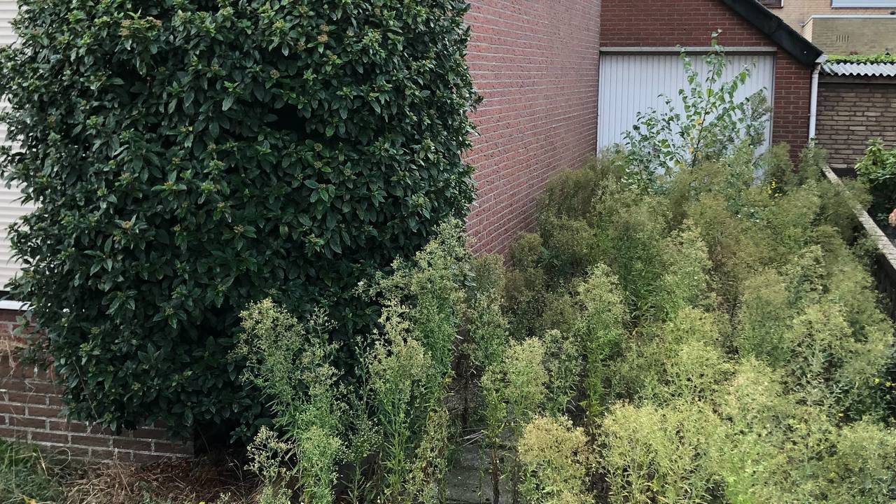 De oprit van dit huis in Zegge is dichtgegroeid (foto: Willem-Jan Joachems).