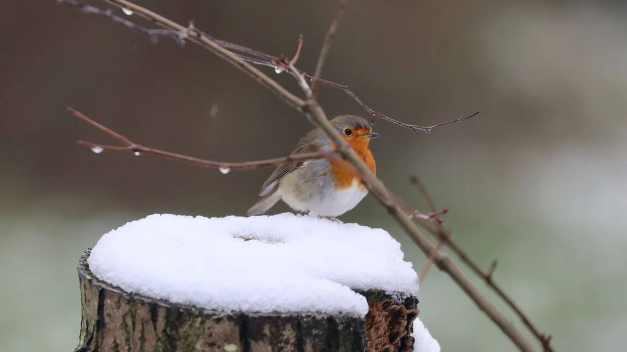 Het gaat een stukje kouder worden (archieffoto: Jan Roelof Middeldorp).