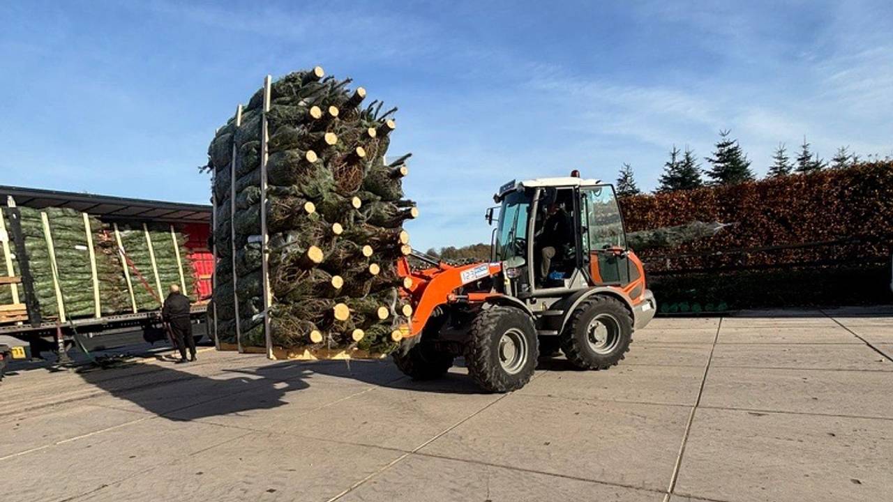 Drukte bij de kerstboomkweker (foto: Kees Poppelaars).