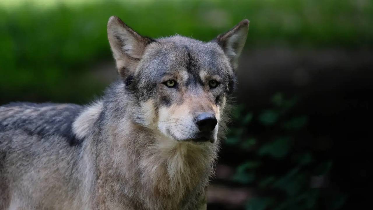 De wolf kan rouwen (foto: Animalia).