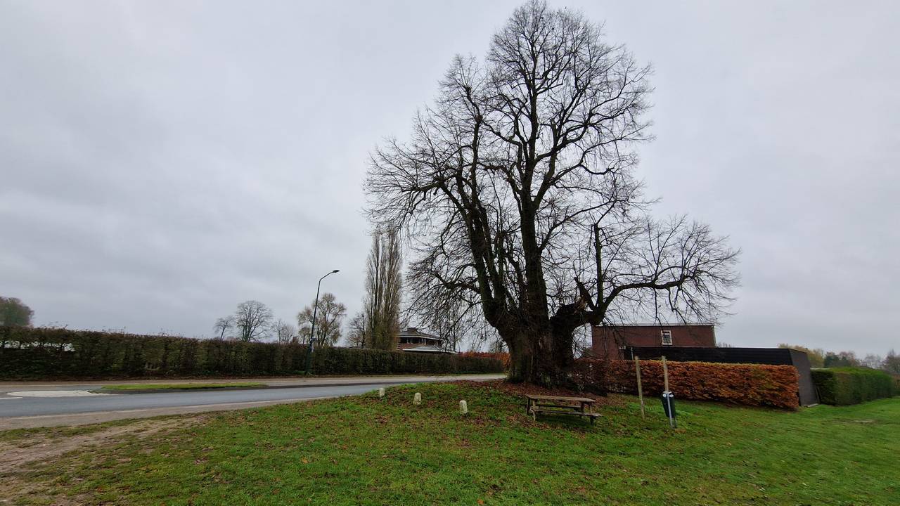 De oudste lindeboom van Nederland in Sambeek