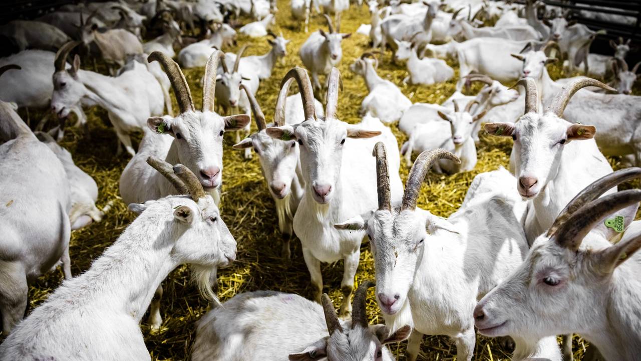 Geiten (foto: ANP).