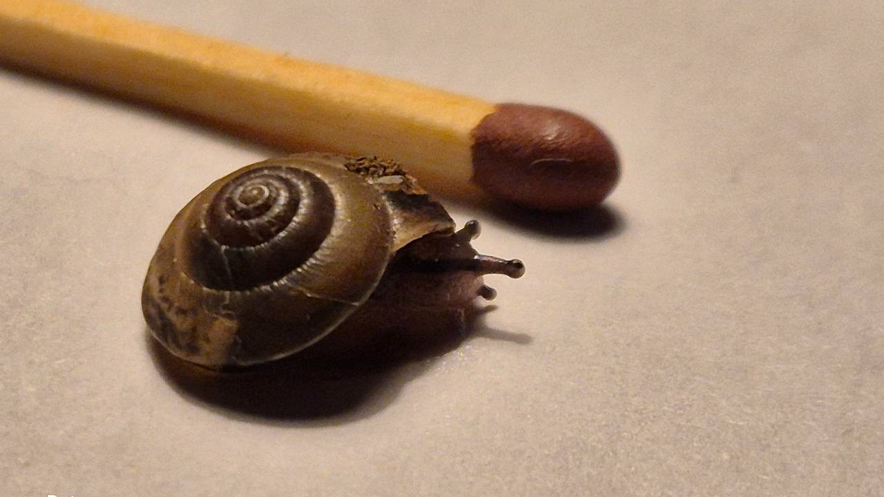 Een bosloofslak (foto: Peter Timmerman).