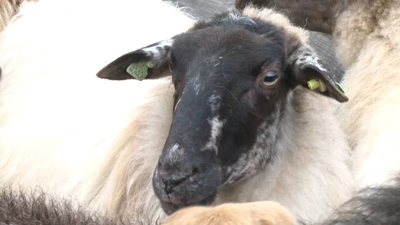 Een van de drachtige ooien op de Schaapskooi (beeld: Omroep Meierij).