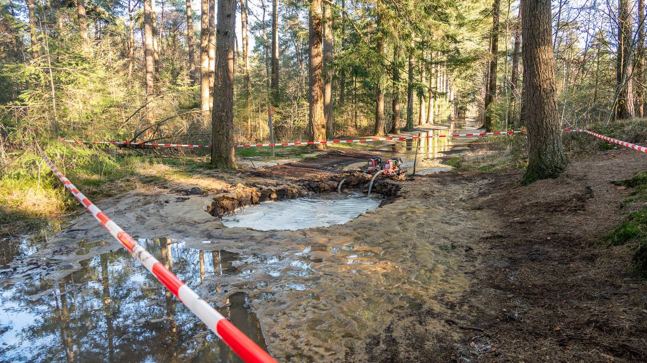 Het bos staat deels onder water (foto: Tom van der Put / Persbureau Heitink).