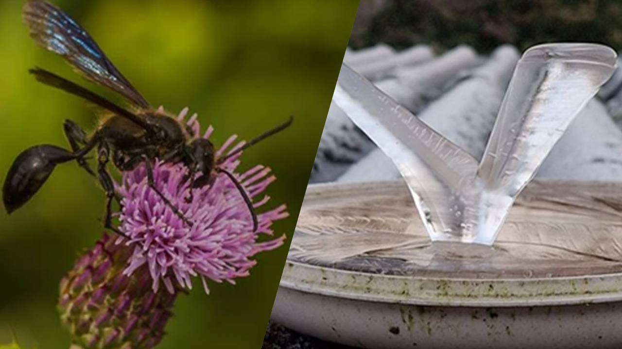 Hoogtepunten van de Stuifmail 2025.