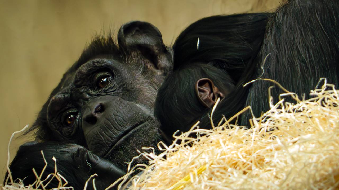 Moederchimpansee en haar jong rusten samen op het hooi (foto: Beekse Bergen / Mariska Vermij - van Dijk)
