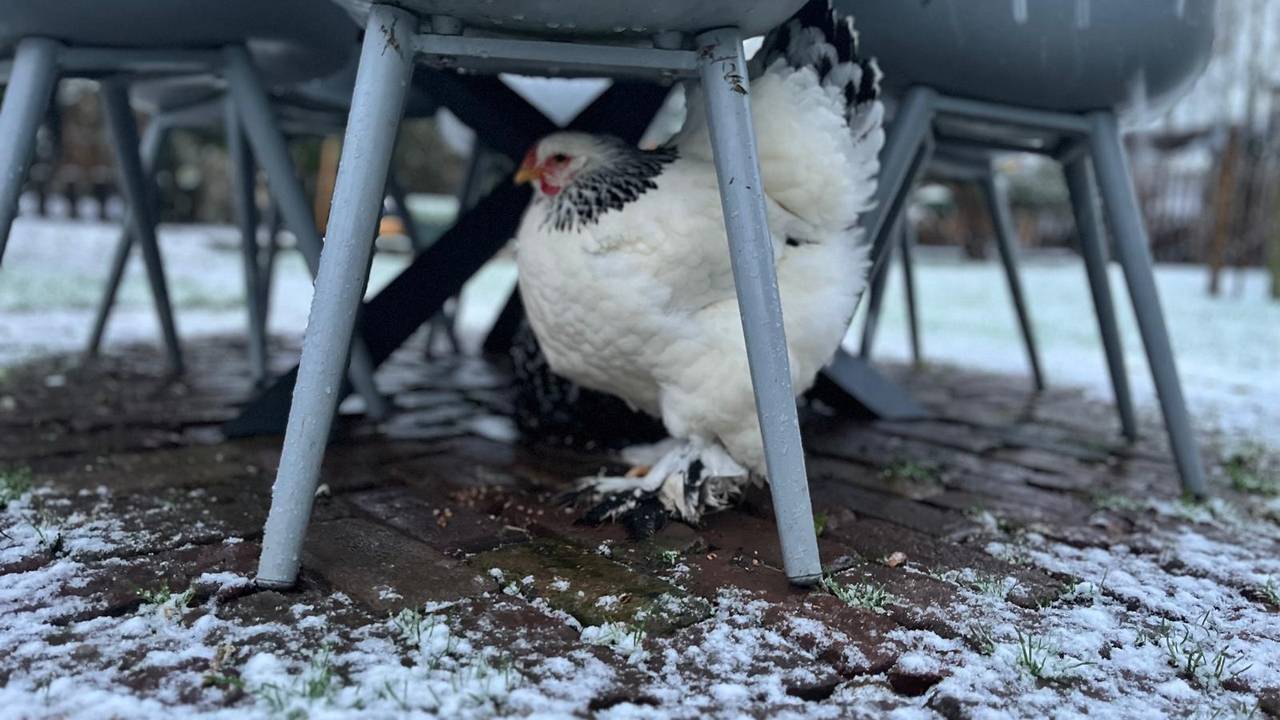 De kip van Arianne zoekt een droog plekje.