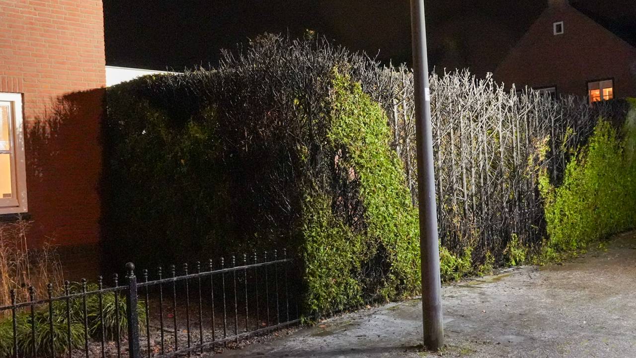 Coniferen in brand (Harrie Grijseels / Persbureau Heitink).