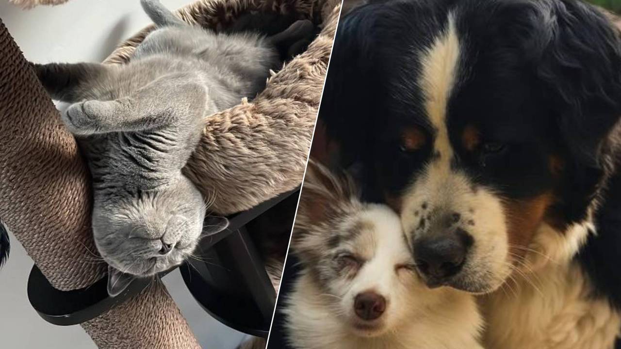Dit zijn de meest bijzondere momenten met jullie huisdieren (foto: Omroep Brabant).