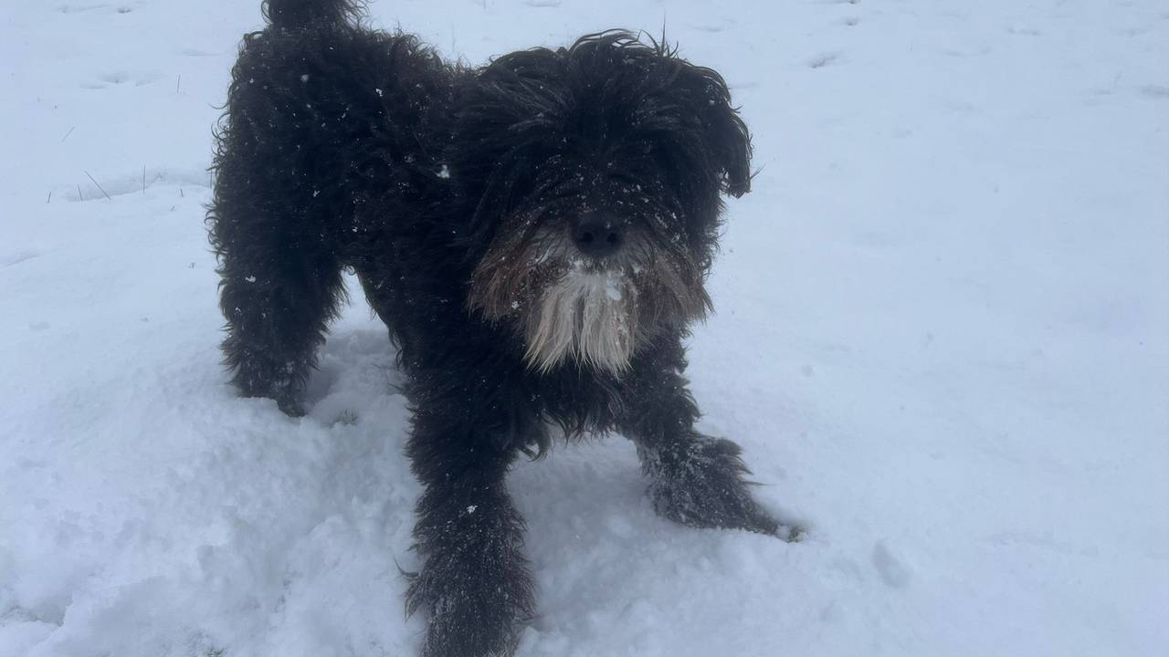 Hondje Cody in de sneeuw (foto: Dave van Hattem).