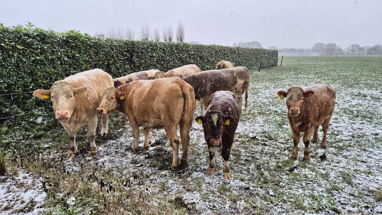 Koeien in de sneeuw in Velp (Foto: Joost Verstraaten).