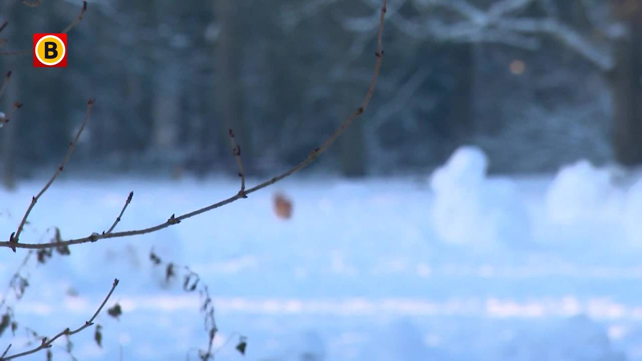Sneeuwpret voor huisdieren? Zo houd je het veilig!