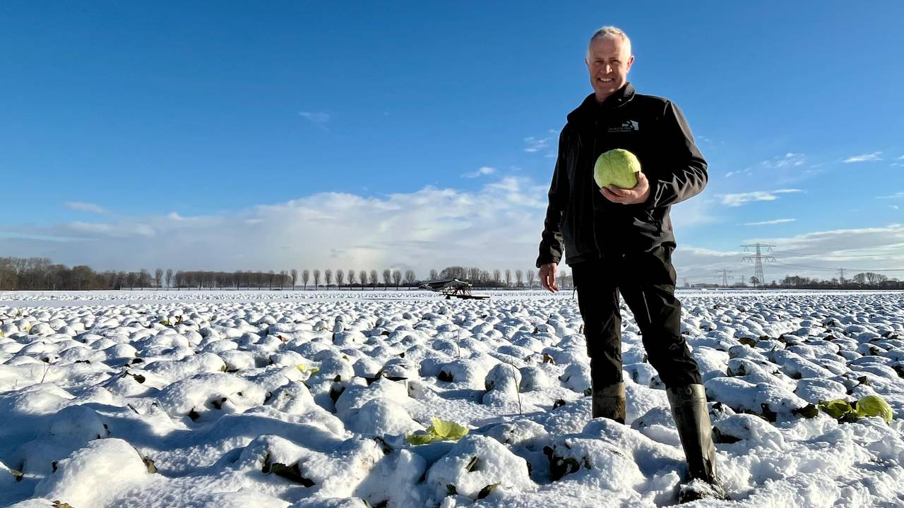 Vol trots staat Johan Pals tussen zijn besneeuwde witte kolen in Lage Zwaluwe.