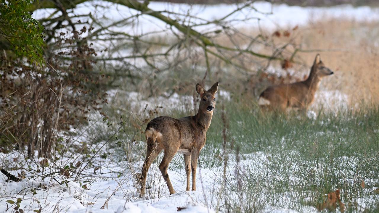 Reeën in Breda (foto: Erald van der Aa).
