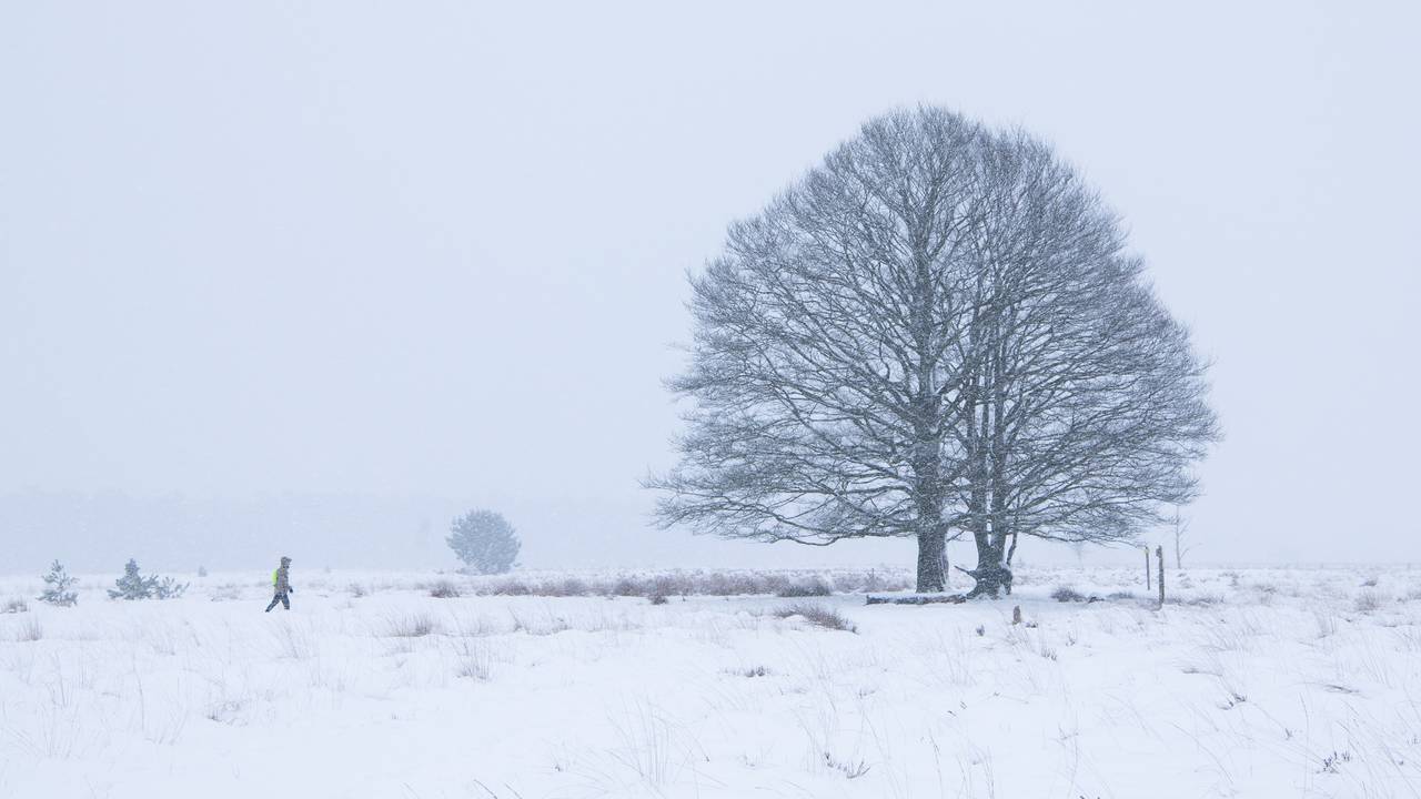 Sneeuwlandschap op de Kampina (foto: Laura Vink).