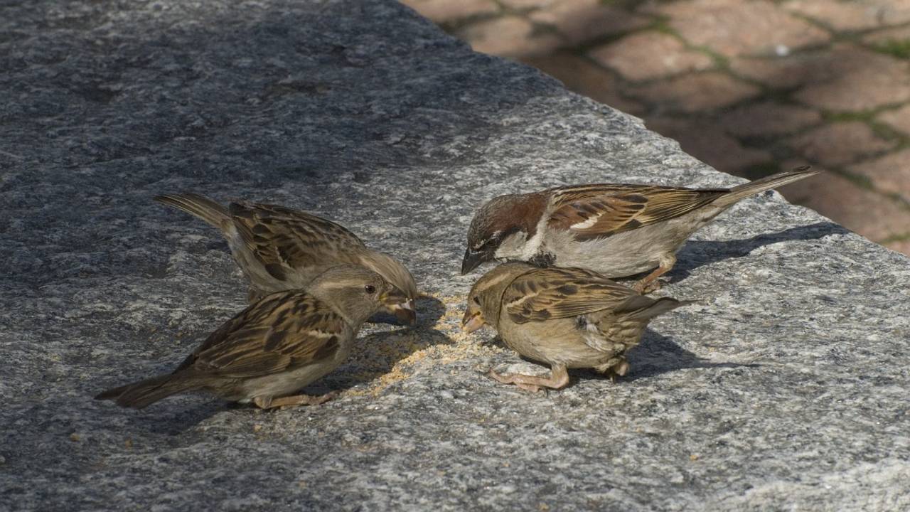 Een paar mannetjes en vrouwtjes huismussen (foto: Saxifraga Willem van Kruijsbergen).