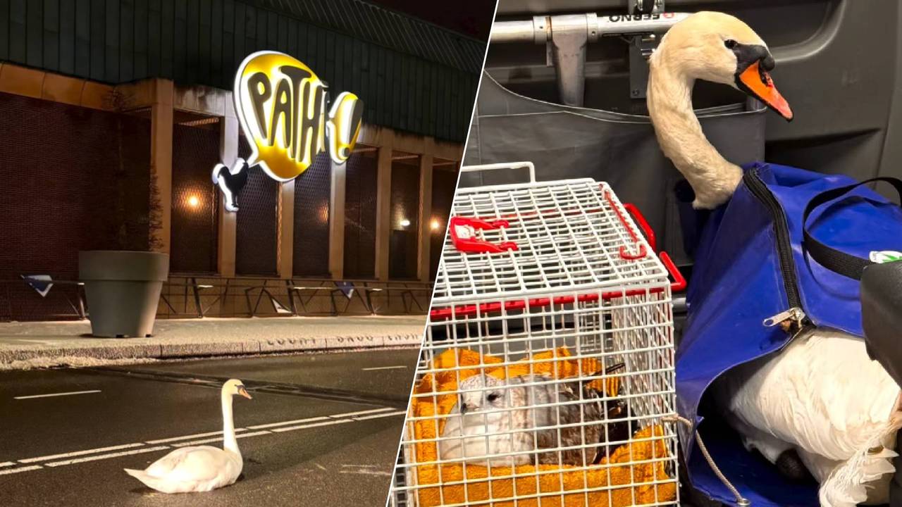 Een avondje bios zat er voor de zwaan niet in (foto's: Wijkagenten_helmond_binnenstad/instagram).