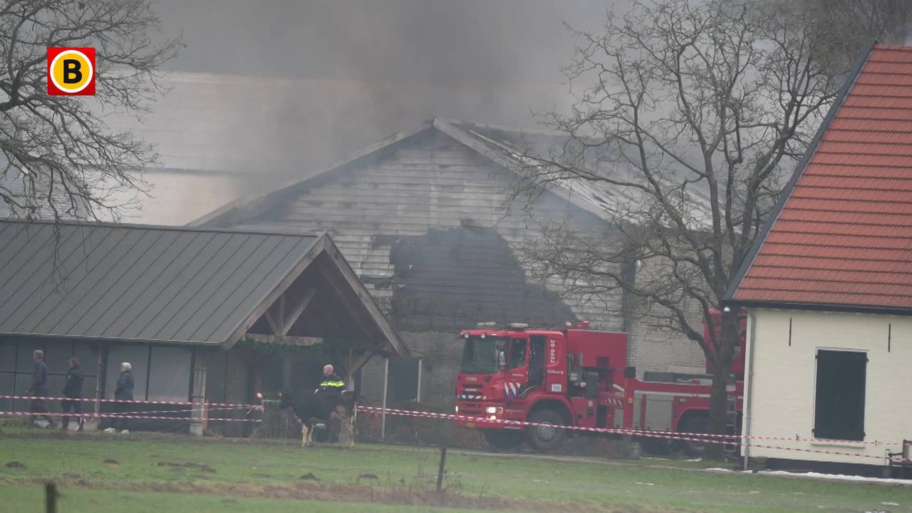 Brand uitgebroken in grote stal met koeien in Moergestel