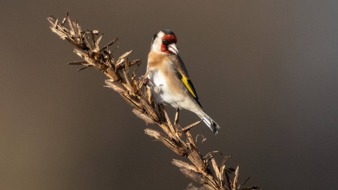 Een putter op teunisbloem (foto: Saxifraga Mark Zekhuis),