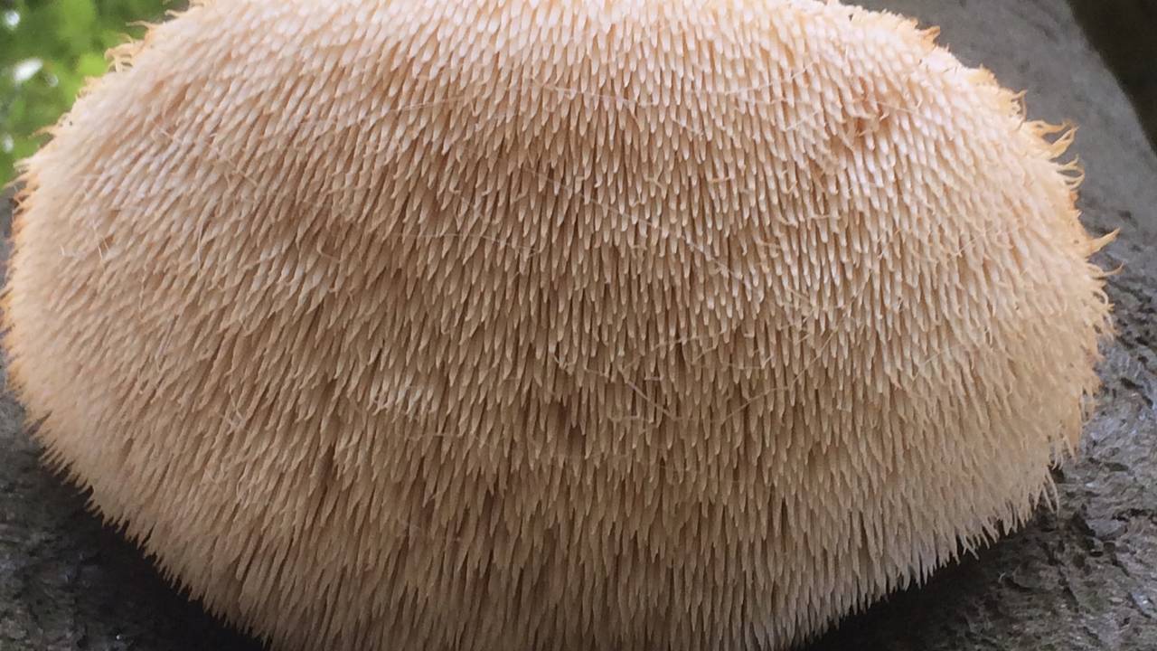 Een pruikzwam close Up (foto: Frans Kapteijns).