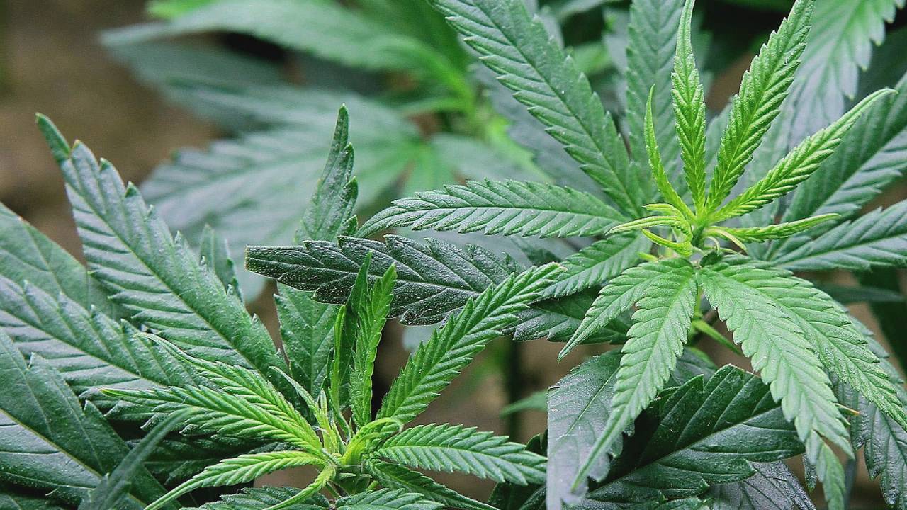 Foto: Omroep Brabant