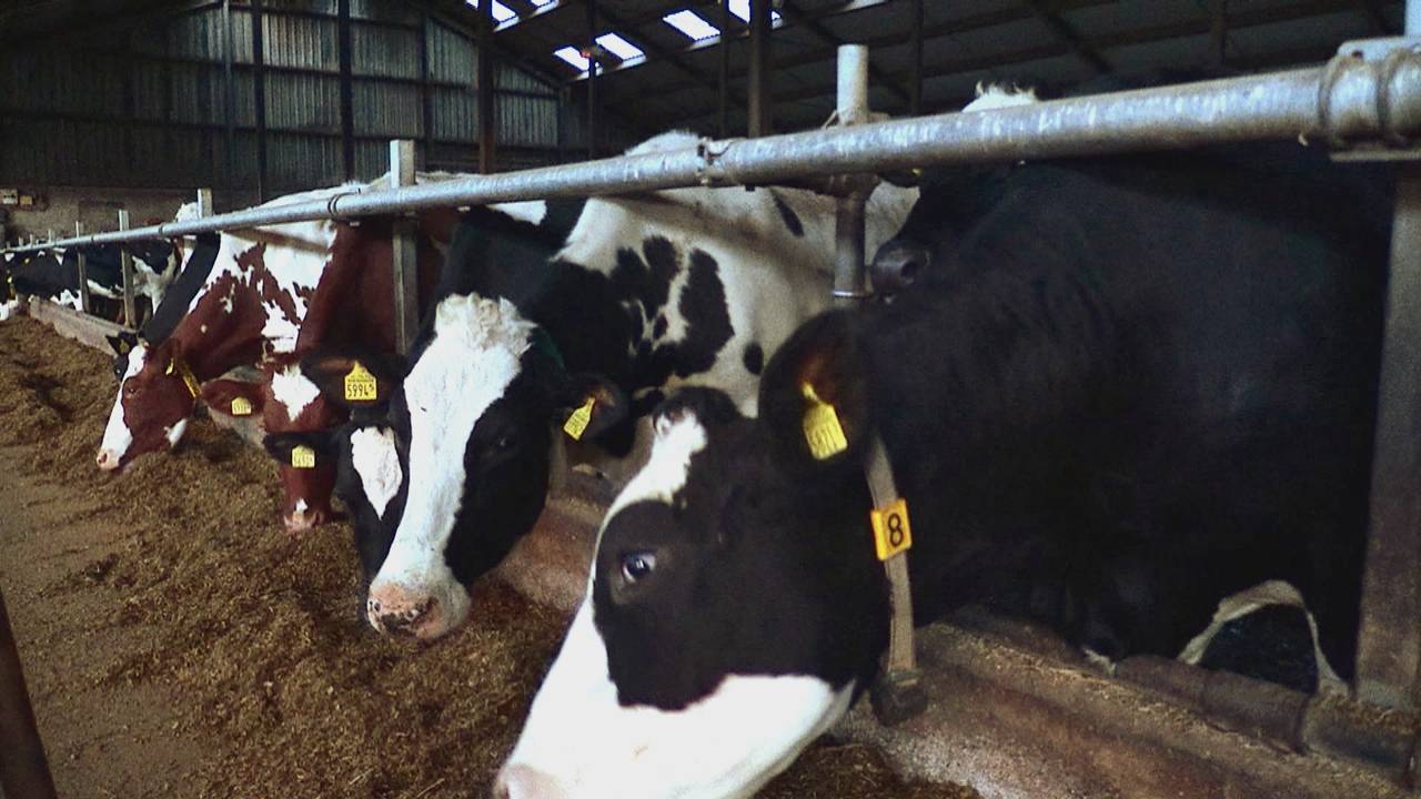 Foto: Omroep Brabant