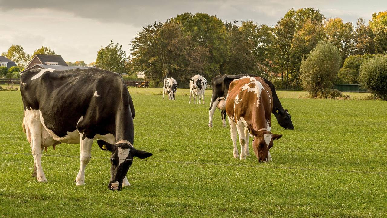 Met satellieten gaan boeren ammoniak meten (foto: Omroep Brabant).