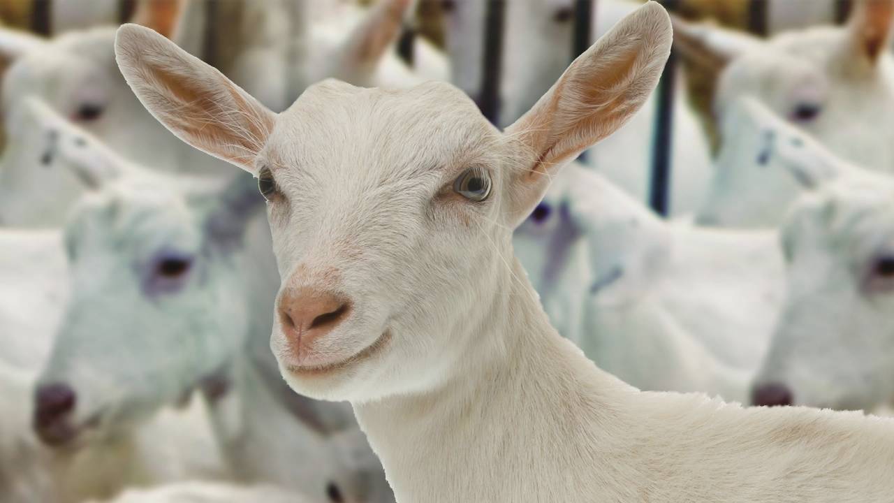 Foto: Omroep Brabant