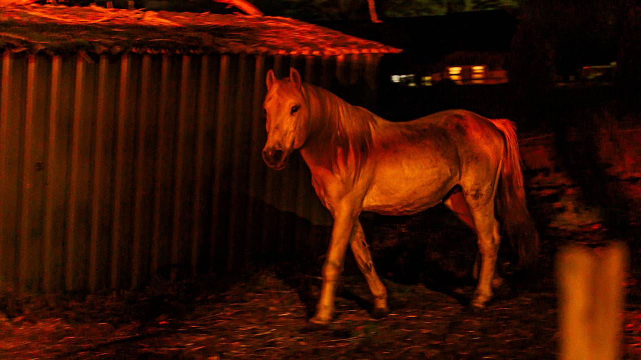 Losgebroken paarden zorgen voor file in Sint-Michielsgestel