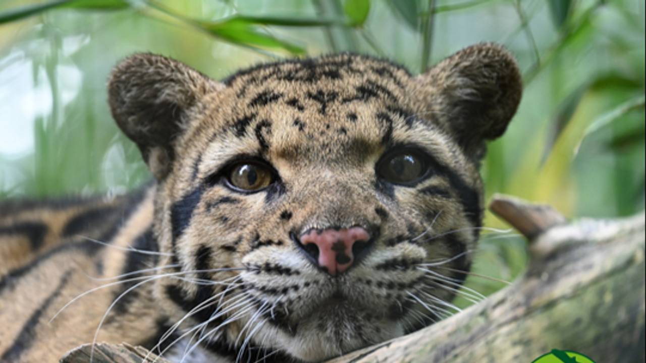 De vrouwelijke nevelpanter die is overleden (foto: dierenpark Zie-ZOO)
