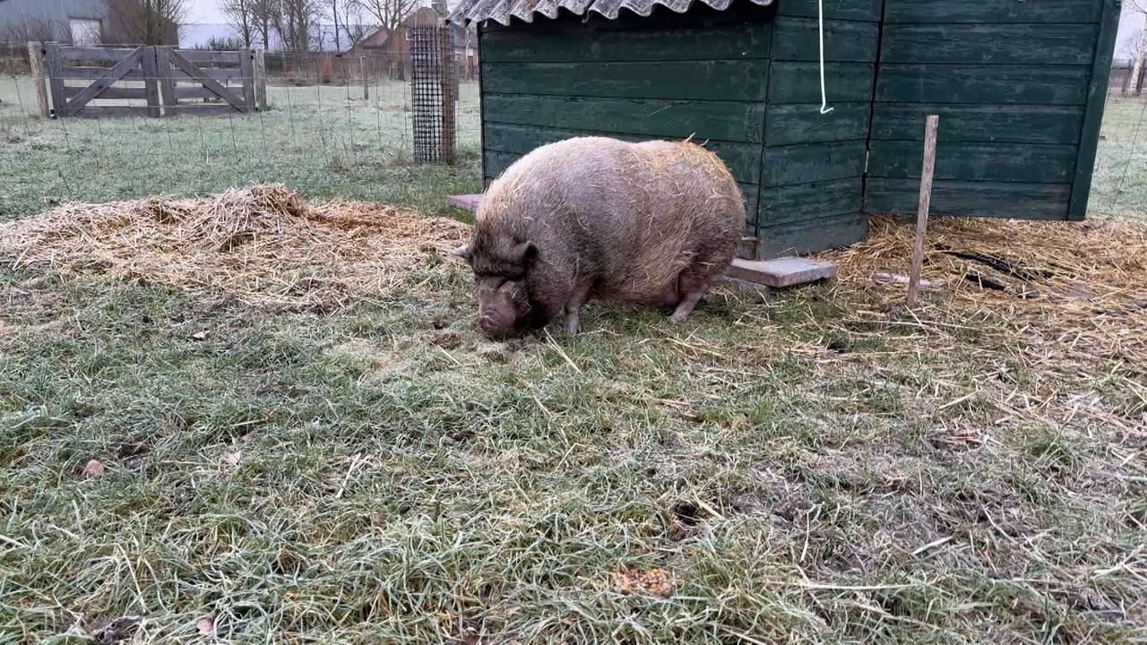 Varken Pumba loopt weer buiten in de wei (foto: Wilco Zonneveld).