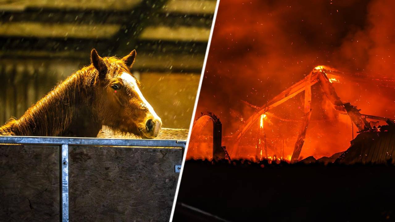Bewoners en paarden geëvacueerd bij grote brand in houtwerkplaats Oijen