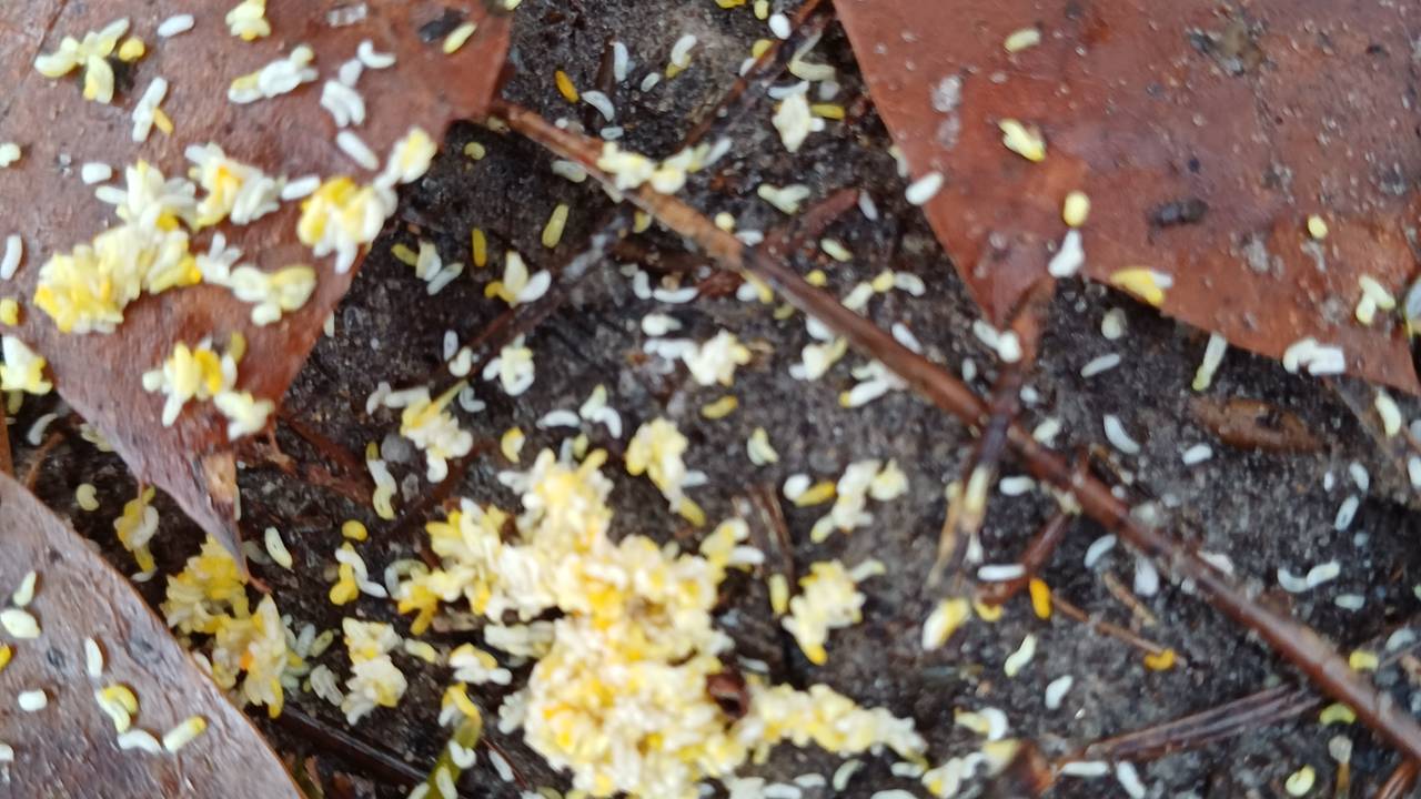 Witte vliegen (foto: Mia Seegers).