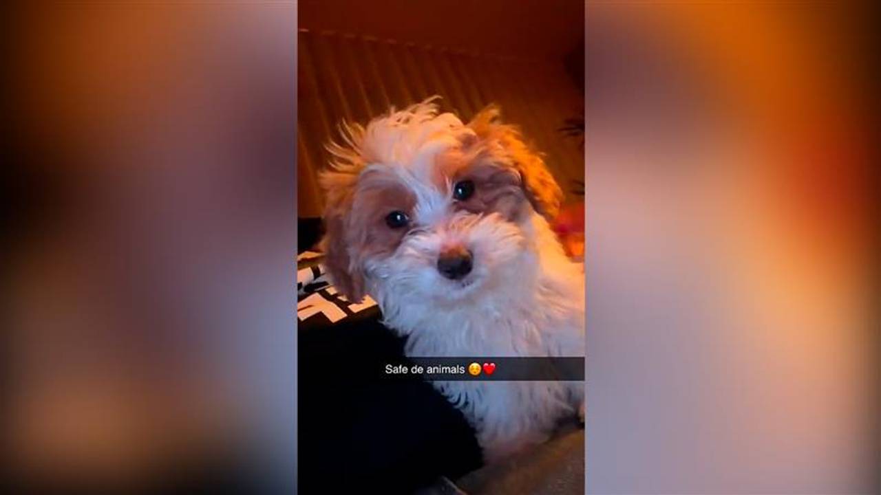 Yordi Nogmaals neemt vastgebonden hondje mee naar huis (foto: omroep Brabant)