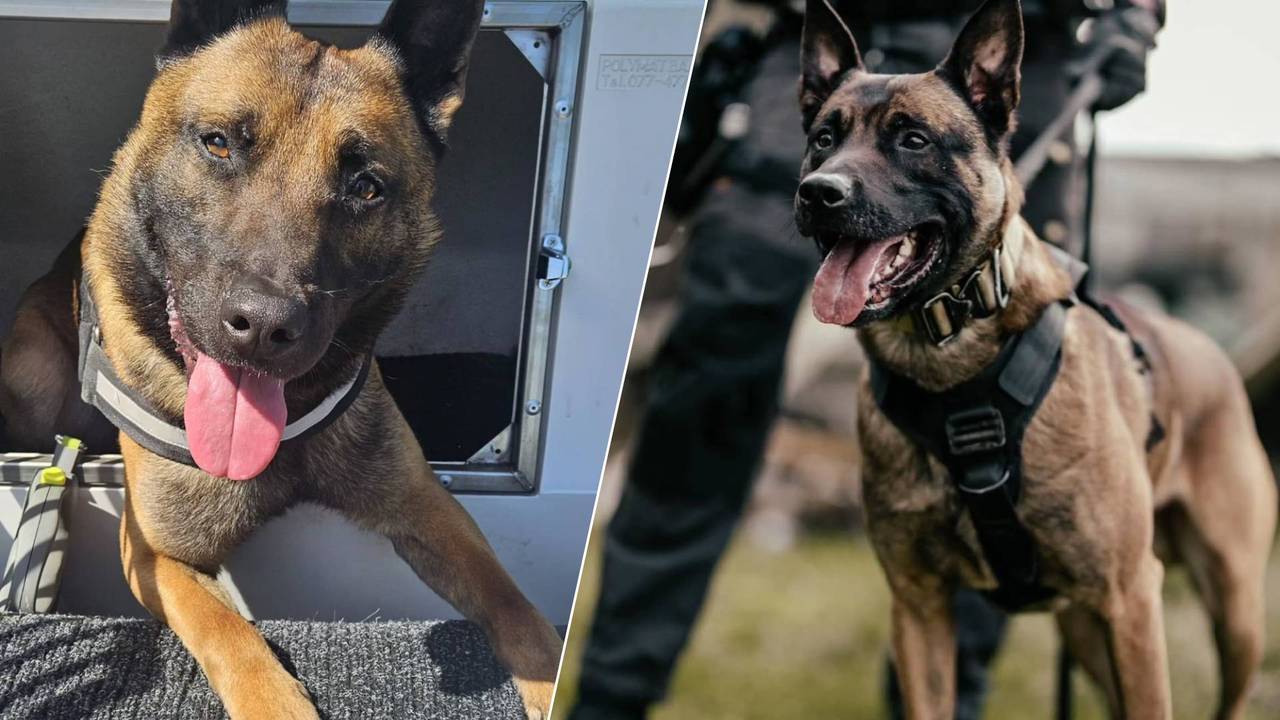 Finn en Bikkel hebben weer goed werk afgeleverd (foto's: politiehonden_oostbrabant/instagram).