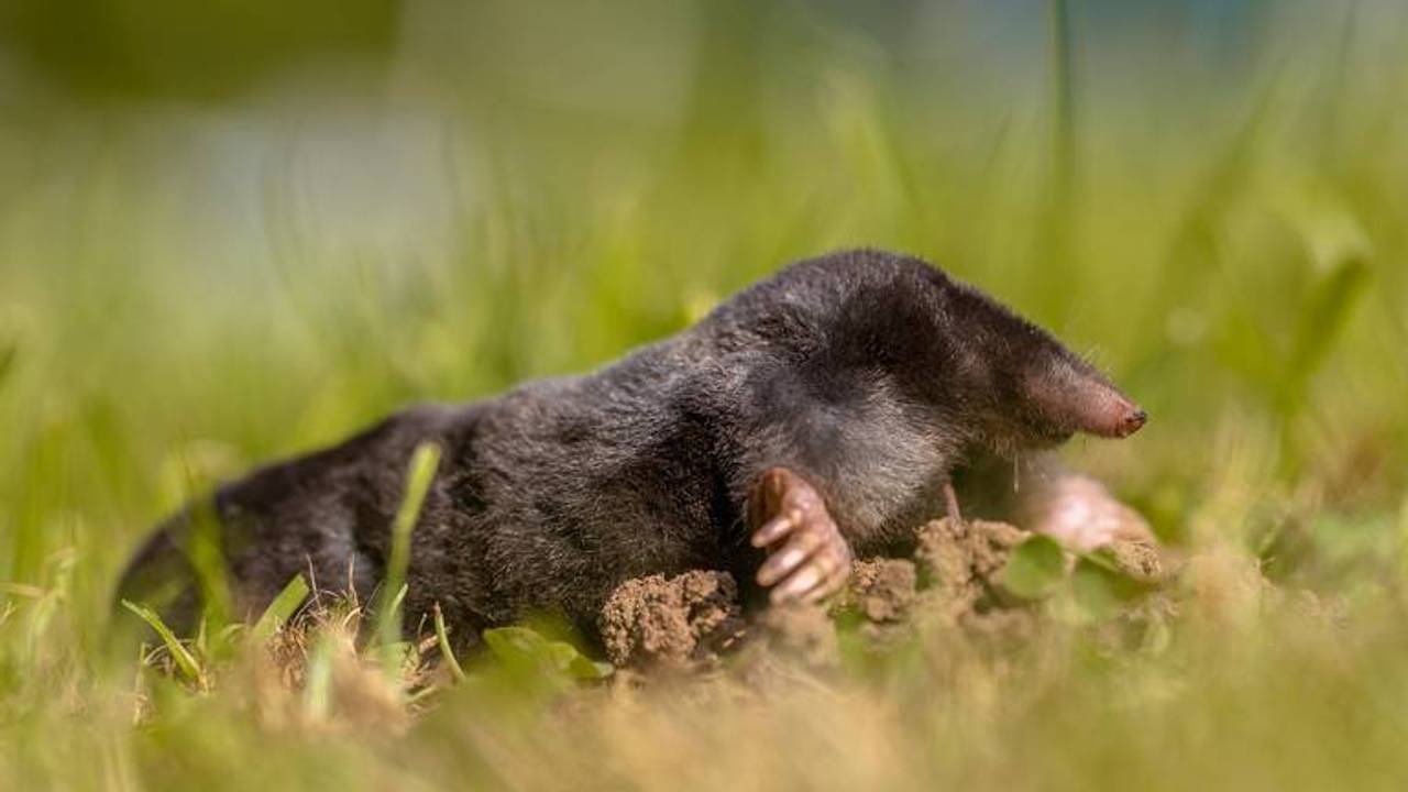 Een mol (foto: Saxifraga Rudmer Zwerver).