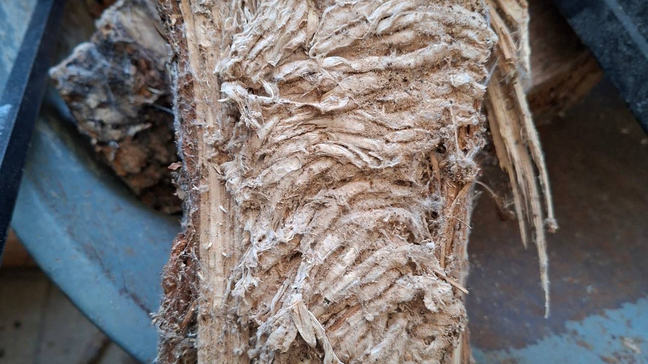 Iets vreemds in het houthok (foto: Mario Ketels).